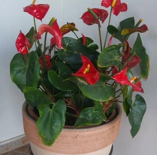 Blue Bay House * ラルナカ